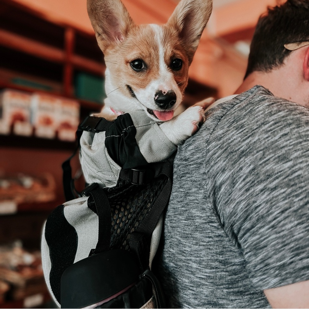 Large K9 Sport Sack Air 2 dog carrier